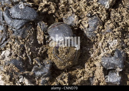 Dung beetle facendo una sfera di sterco di rotolare via e seppellire con un uovo all'interno Foto Stock