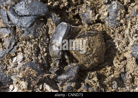 Dung beetle facendo una sfera di sterco di rotolare via e seppellire con un uovo all'interno Foto Stock