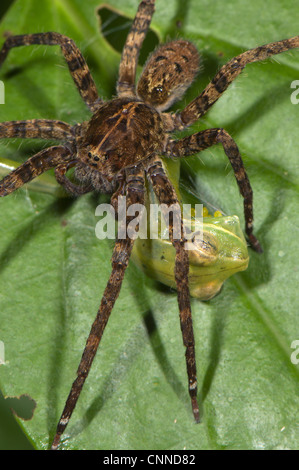 Il Ragno errante Ctenidae sp. adulto alimentazione del Gunther Treefrog nastrati Hypsiboas fasciatus preda Los Amigos stazione biologica Foto Stock