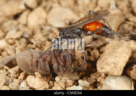 Spider-caccia Wasp (Priocnemis perturbator) femmina adulta, con spider preda, POWYS, GALLES, aprile Foto Stock