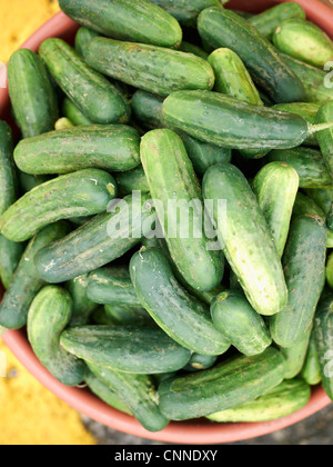 Cetrioli a St Jacobs Mercato degli Agricoltori, St Jacobs, Ontario, Canada Foto Stock