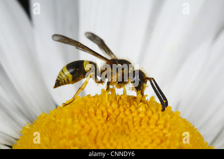 Mason Wasp (Ancistrocerus parietinus) maschio adulto, si nutrono di Margherita occhio di bue (Leucanthemum vulgare) fiore, POWYS, GALLES, giugno Foto Stock