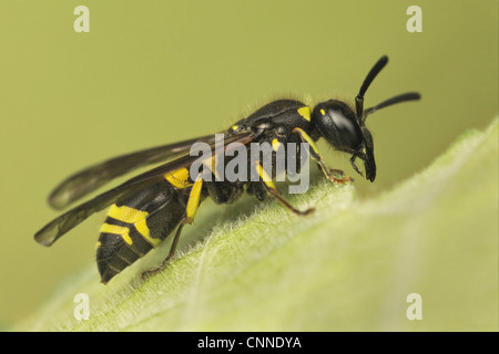 Mason Wasp (Ancistrocerus parietinus) adulto, in appoggio sulla lamina, Leicestershire, Inghilterra, giugno Foto Stock