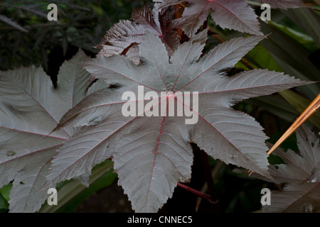 Ricinus communis nuova zelanda viola Foto Stock