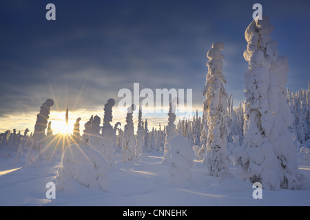Valtavaara, Kuusamo, Pohjois-Pohjanmaa, Provincia di Oulu, Finlandia Foto Stock