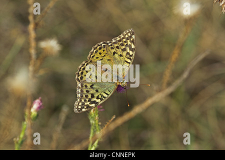 Il Cardinale Fritillary (Argynnis pandora) adulto, alimentando il fiore, Bulgaria, settembre Foto Stock