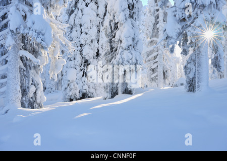 Coperta di neve di abeti con Sun, Niskala, Pohjois-Pohjanmaa, Finlandia Foto Stock