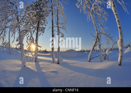 Coperta di neve alberi con Sun, Rukajarvi, Pohjois-Pohjanmaa, Finlandia Foto Stock