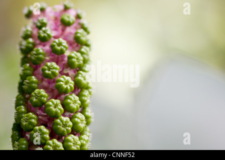 Phytolacca americana close up Foto Stock