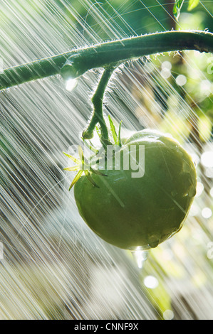 Irrigazione di pomodoro verde in giardino Foto Stock