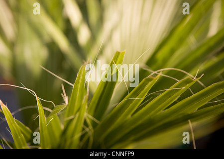 Washingtonia filifera latina "thread-cuscinetto', nomi comuni ventola Desert Palm, il cotone Americano palm, Arizona fan di palma Foto Stock