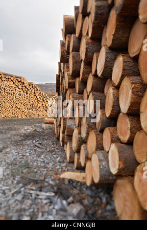 Pile di tronchi, Scozia Foto Stock