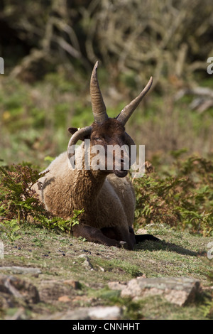 Un maschio Manx Loaghtan razza di pecore reintrodotta in Jersey#s costa settentrionale Foto Stock