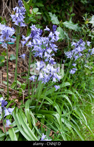 BlueBells in Norfolk, Inghilterra Foto Stock