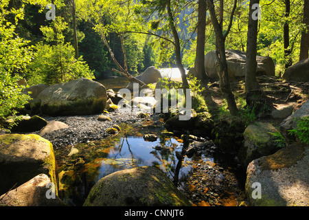 Stream, Parco Nazionale di Harz, Okertal, Oker, Bassa Sassonia, Germania Foto Stock