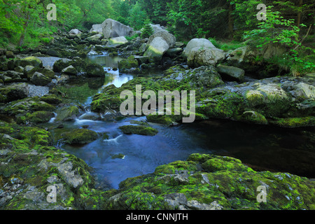 Stream, Parco Nazionale di Harz, Okertal, Oker, Bassa Sassonia, Germania Foto Stock