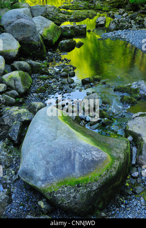 Stream, Parco Nazionale di Harz, Okertal, Oker, Bassa Sassonia, Germania Foto Stock