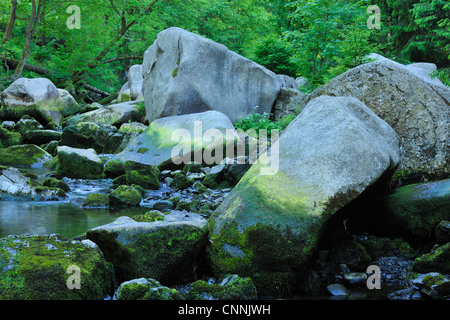 Stream, Parco Nazionale di Harz, Okertal, Oker, Bassa Sassonia, Germania Foto Stock