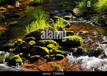 Flusso di Foresta, Lago Oderteich, Sankt Andreasberg, Goslar, Harz, Bassa Sassonia, Germania Foto Stock