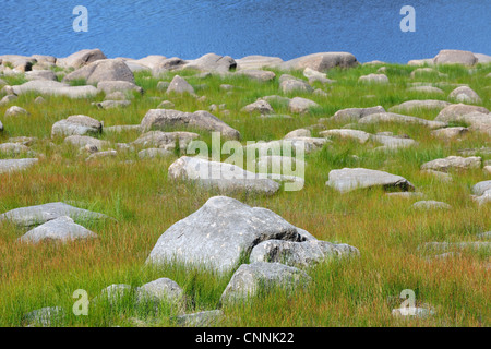 Litorale, Oderteich, Sankt Andreasberg, Goslar, Harz, Bassa Sassonia, Germania Foto Stock