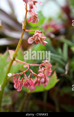 Fiorite Begonia rosa Foto Stock