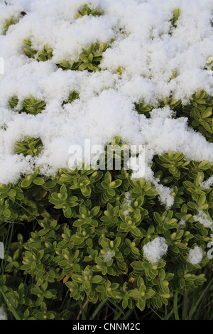 Coltivate (Hebe Hebe sp.) close-up di coperta di neve in foglie, in giardino, Suffolk, Inghilterra, novembre Foto Stock