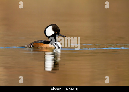 Hooded Merganser - Lophodytes cucullatus - maschio, mostrando una cresta completa Foto Stock