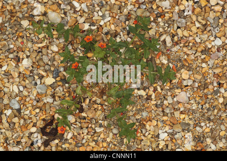 Scarlet Pimpernel (Anagallis arvense) fioritura, crescente sulla spiaggia di ciottoli, Ringstead, Dorset, Inghilterra, luglio Foto Stock