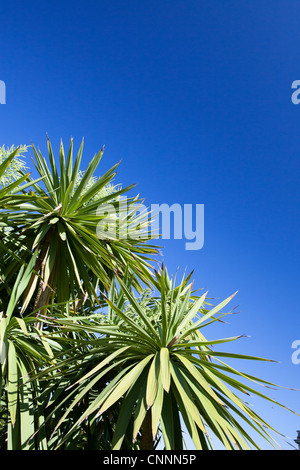 Grandi Cordyline australis o comunemente noto come il cavolo tree Foto Stock