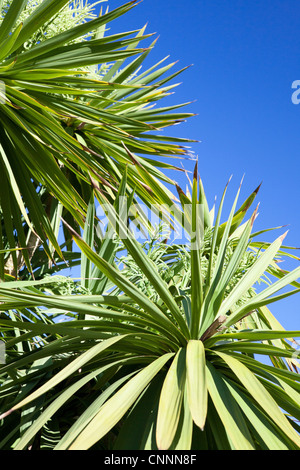 Grandi Cordyline australis o comunemente noto come il cavolo tree Foto Stock