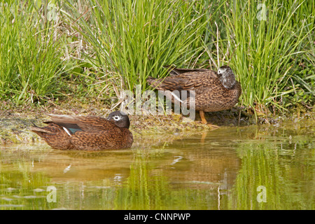 Una coppia di Laysan anatre da acqua Foto Stock