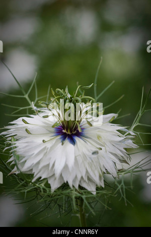 Amore nella nebbia fiore con un background diffusa. Questo fiore indica la delicatezza e la perplessità. Foto Stock