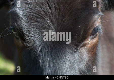 Vacche Jersey capo spalla e chiudere i dettagli Foto Stock