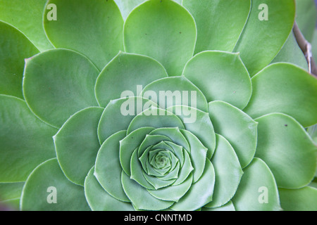 Aeonium arboreum canariense close up Foto Stock