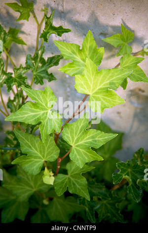 Inglese edera sul muro di cemento, Bradford, Ontario, Canada Foto Stock