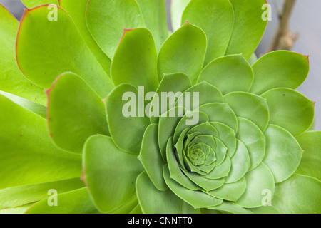 Aeonium arboreum canariense Foto Stock