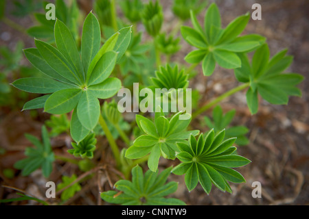 Lupin foglie, Bradford, Ontario, Canada Foto Stock