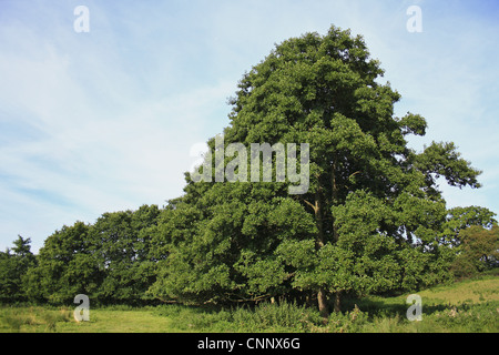 Comune di ontano Alnus glutinosa abitudine bordo crescente wet fen prato di habitat poco Ouse sorgenti progetto bassi blo' Norton poco Foto Stock