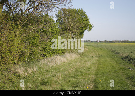 Set di operazioni automatiche di fine campo-a-banda laterale tra siepe e campo di seminativi, Bacton, Suffolk, Inghilterra, aprile Foto Stock