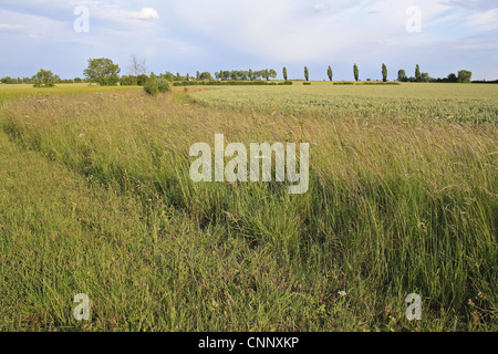 Operazioni automatiche di fine campo di conservazione set-a-striscia laterale con erba alta che cresce a bordo del campo di seminativi, Bacton, Suffolk, Inghilterra, giugno Foto Stock