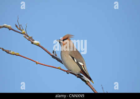 Bohemian Waxwing, Bombycilla garrulus, su frosty ramoscello Foto Stock