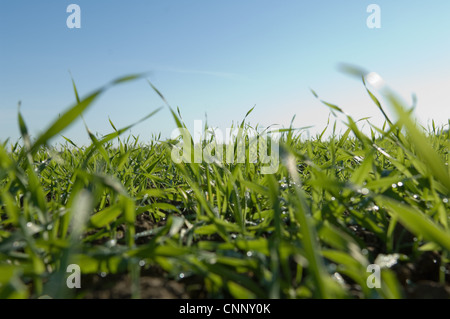 Close up di erba alta nel campo Foto Stock