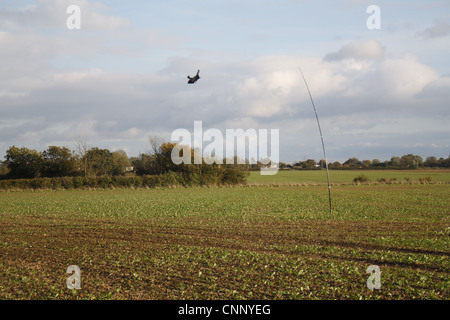 Modello Raptor birdscarer in pole, nel settore dei seminativi, Bacton, Suffolk, Inghilterra, ottobre Foto Stock