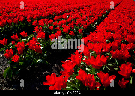 Campi di Tulipani e fiori a fioritura primaverile vicino a Lisse, Holland, Paesi Bassi, Europa Foto Stock