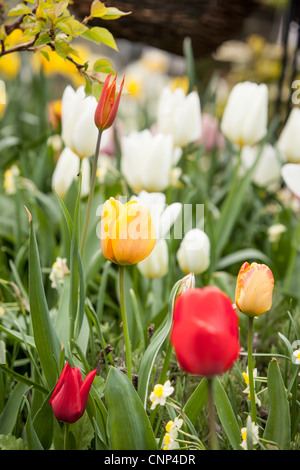 Marcel de Lannoy's Garden Addlestone Surrey UK Foto Stock