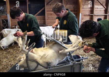 Capra farm. Rifilando gli zoccoli di capre. Hoove rifilando. Foto Stock