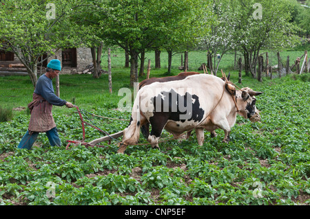 Asia, Bhutan, Bumthang. Il contadino arare i campi con un paio di buoi Foto Stock