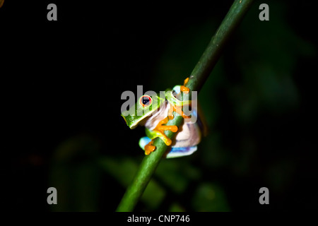 Un simpatico red eyed raganella siede su un ramo verticale nel cloud foreste del Nicaragua. Foto Stock