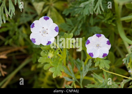 Fivespot Nemophila maculata di Los Angeles, in California, negli Stati Uniti il 4 aprile Hydrophyllaceae Foto Stock