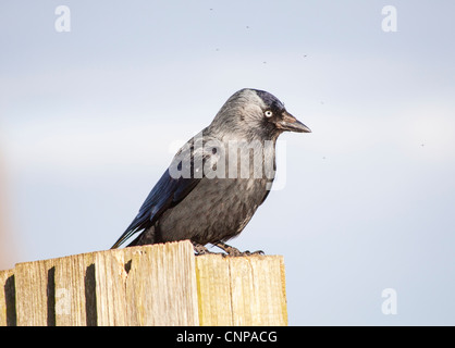 La cornacchia, o la cornacchia occidentale (Corvus monedula) talvolta noto come la cornacchia eurasiatica o la cornacchia europea Foto Stock